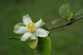 Camellia tenuifolia (Hayata) Cohen-Stuart