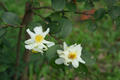 Camellia tenuifolia (Hayata) Cohen-Stuart