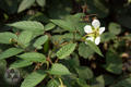 Rubus croceacanthus Levl.