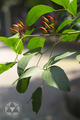 Erythrina crista-galli L.