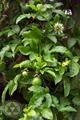 Passiflora edulis Sims.