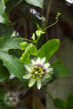 Passiflora edulis Sims.