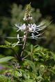 Orthosiphon aristatus (Blume) Miq.