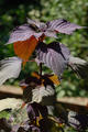 Perilla frutescens (L.) Britton