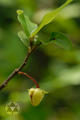 Polyalthia suberosa (Roxb.) Thwaites
