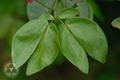 Calliandra emarginata (Willd.) Benth.