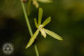 Armodorum labrosum (Lindl. ex Paxt.) Schltr.