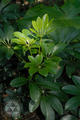 Schefflera arboricola Hayata