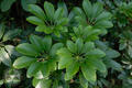 Schefflera arboricola Hayata