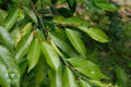 Ficus ampelas Burm. f.