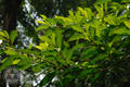 Ficus ampelas Burm. f.