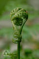 Anisogonium esculentum (Retz.) Presl