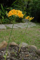 Lycoris aurea (L Her.) Herb.