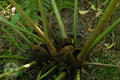 Angiopteris lygodiifolia Rosenst.