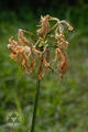 Lycoris aurea (L Her.) Herb.