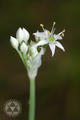 Allium odorum L.