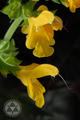 Salvia nipponica Miq. var. formosana (Hayata) Kudo