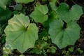 Farfugium japonicum (L.) Kitamura var. formosanum (Hayata) Kitamura