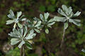 Crossostephium chinense (L.) Makino