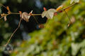 Passiflora vitifolia Kunth