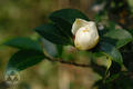 Camellia sasanqua Thunb.