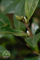 Camellia sasanqua Thunb.