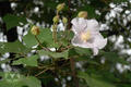 Hibiscus taiwanensis Hu