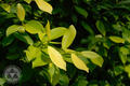 Ficus microcarpa 'Golden Leaves'