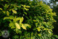 Ficus microcarpa 'Golden Leaves'