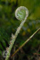Cyrtomium falcatum (L. f.) Presl