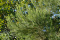 Melaleuca alternifolia Cheel
