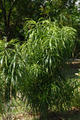 Dracaena angustifolia Roxb.