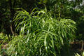 Dracaena angustifolia Roxb.