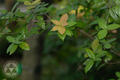 Quercus tarokoensis Hayata
