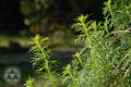 Artemisia capillaris Thunb.