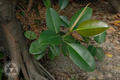 Ficus elastica Roxb.