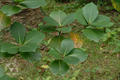 Neonauclea reticulata (Havil.) Merr.