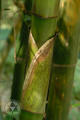Bambusa vulgaris Schrad. ex Wendl.
