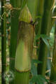 Bambusa vulgaris Schrad. ex Wendl.