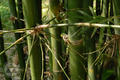 Bambusa utilis Lin