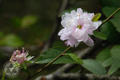 Prunus glandulosa Thunb.