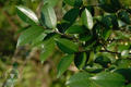 Eurya chinensis R. Br.