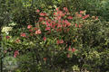 Rhododendron oldhamii Maxim.