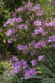 Rhododendron kanehirai Wilson