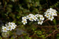 Spiraea prunifolia Siebold & Zucc. var. pseudoprunifolia (Hayata) Li