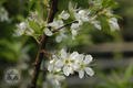 Prunus salicina Lindl.
