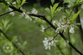 Prunus salicina Lindl.