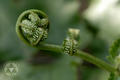 Dryopteris scottii (Bedd.) Ching