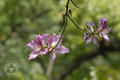 Bauhinia variegata L.